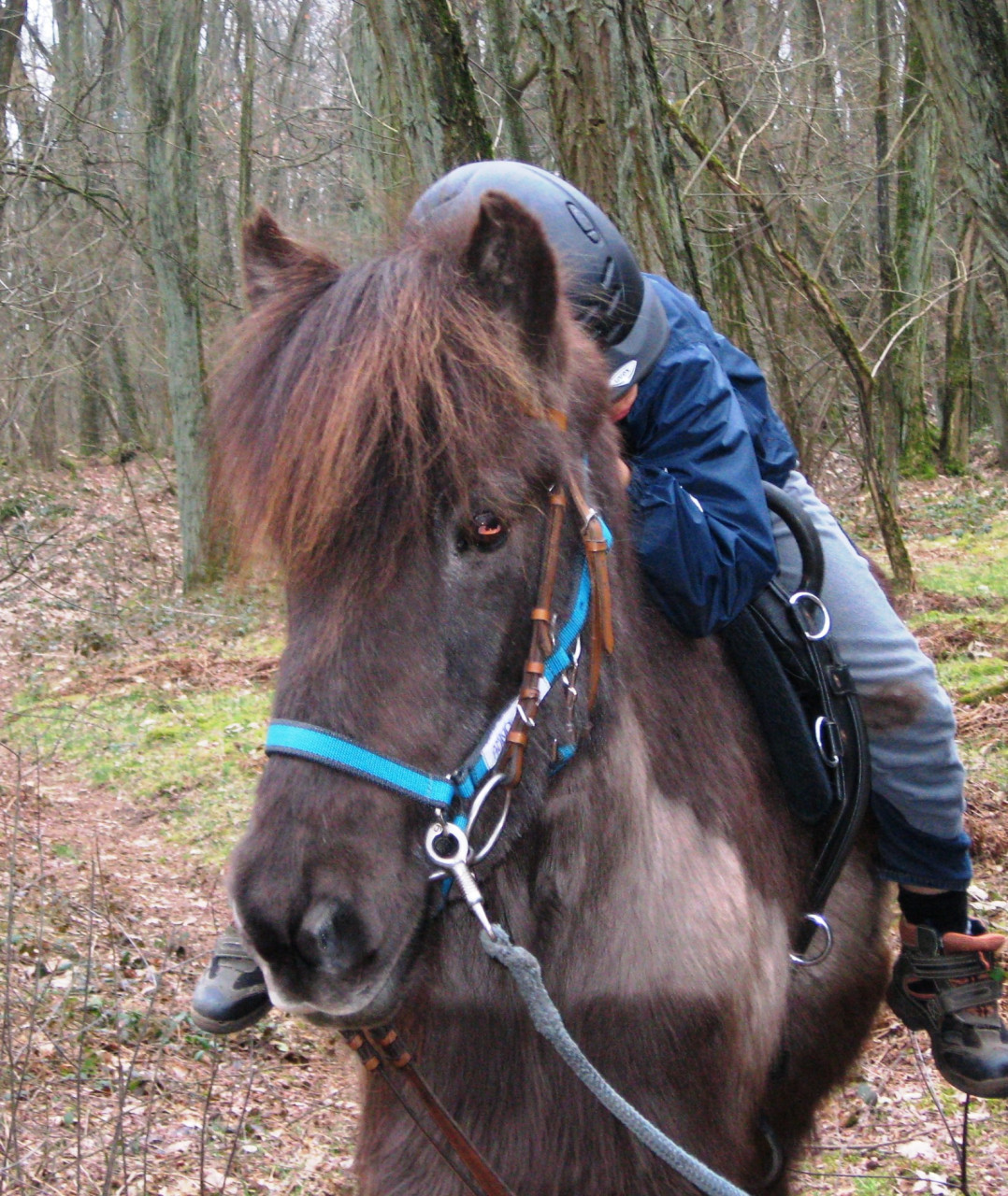 Heilpädagogisches Reiten